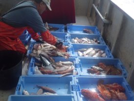 Triando el pescado por variedad