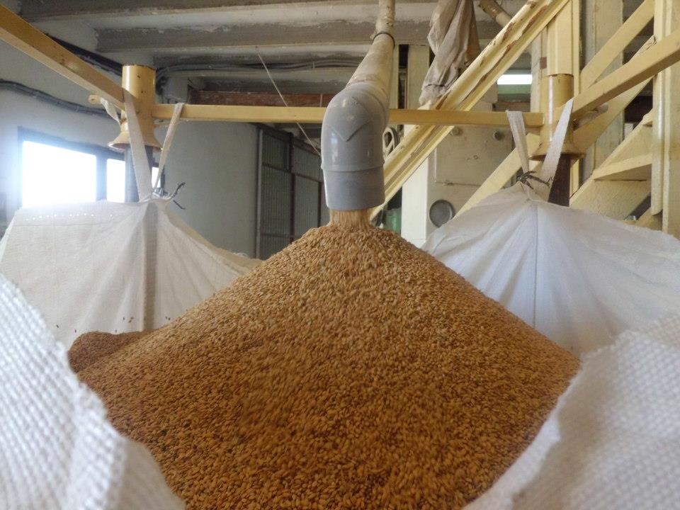 Granos de arroz en cascara despues de ventilar listos para el descaacarillado