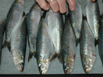 Las sardinas en formación