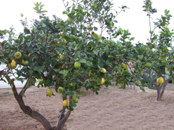 Cultivo ecológico de limoneros en Murcia
