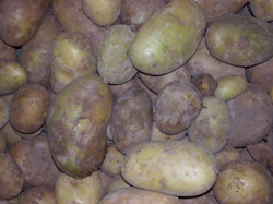 Patatas en estado óptimo