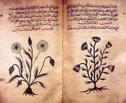 El comino, herbario medieval árabe (1334) -British Museum-