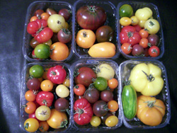 Variedades diferentes de tomates