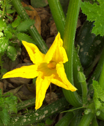 Detalle de la flor del calabacín