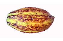 Fruta del Cacao