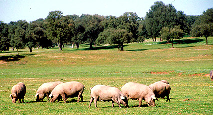 Cerdos en la montanera (Alanís, Sevilla)
