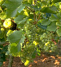 Los residuos de prensado de uva contienen compuestos antioxidantes