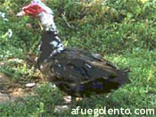 Pato barbarie