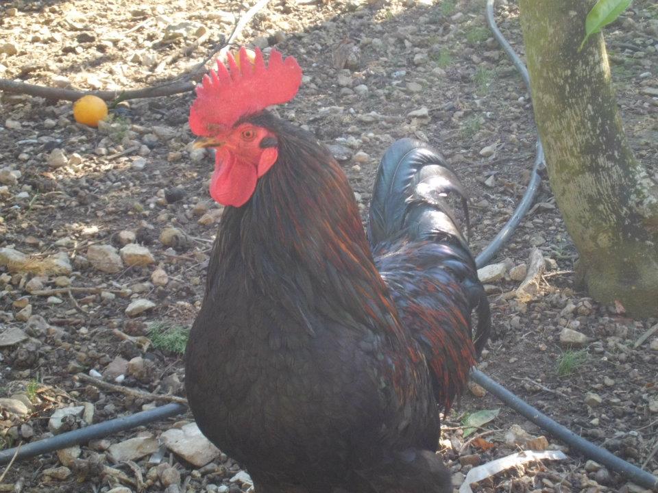 Podemos ver diferentes animales por la finca