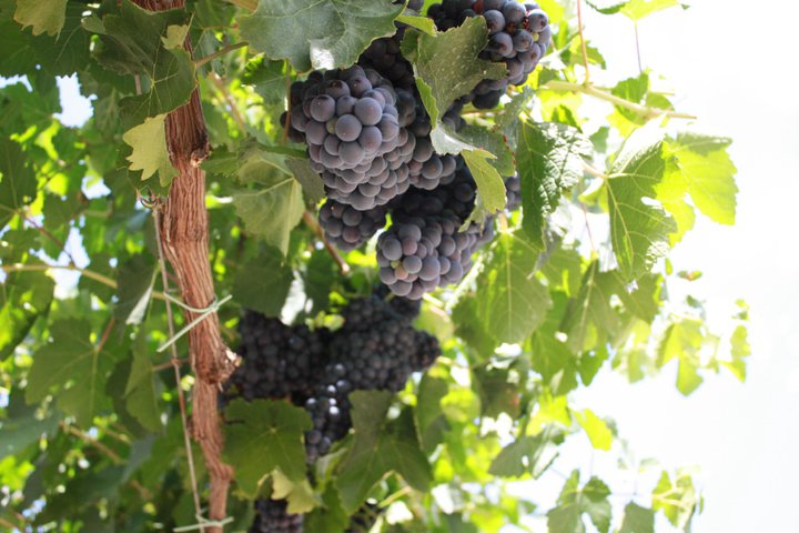 También elaboran su propio vino