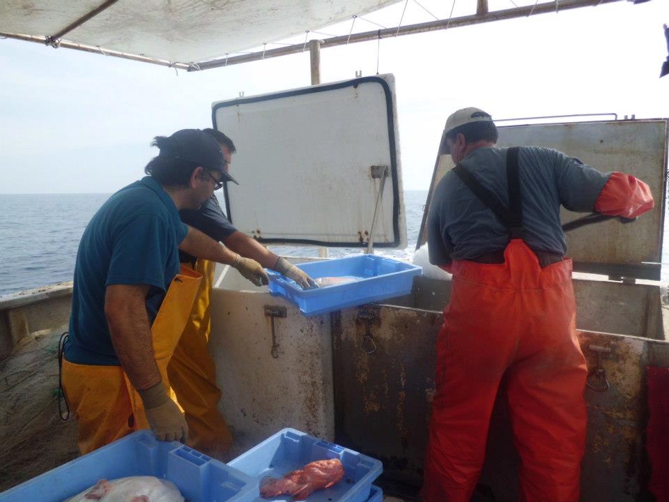 Poniendo hielo al pescado