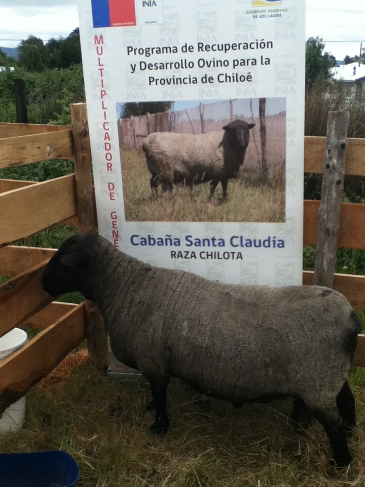 Cordero autóctono de la isla de Chiloé