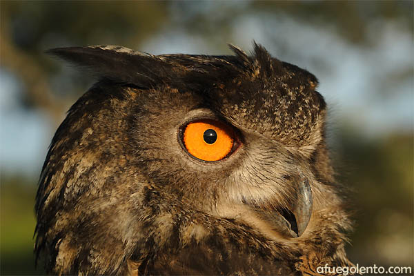 Búho