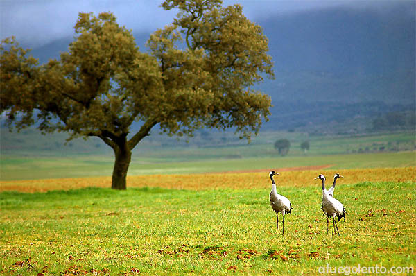 Grulla