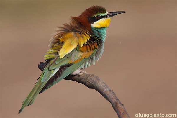 Abejaruco