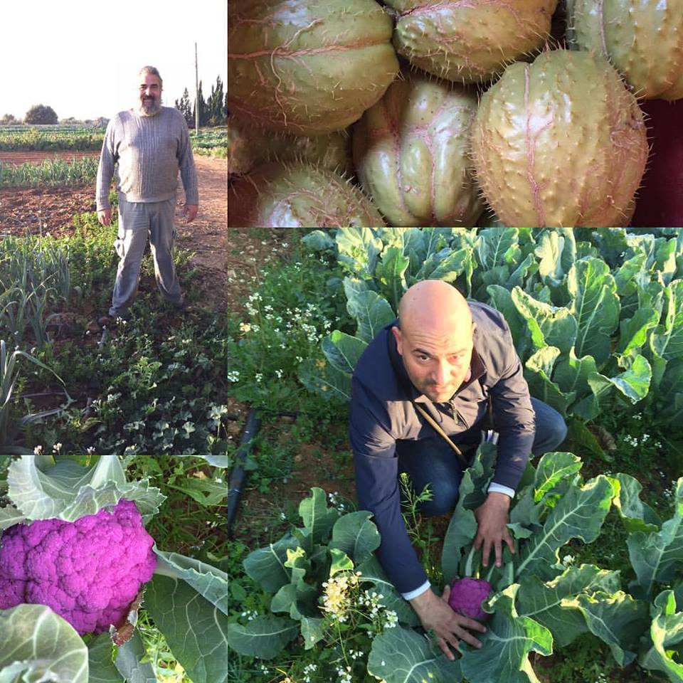 En el huerto local en Benicarló y Vinarós con certificado ecologico, de nuestro amigo Joan 