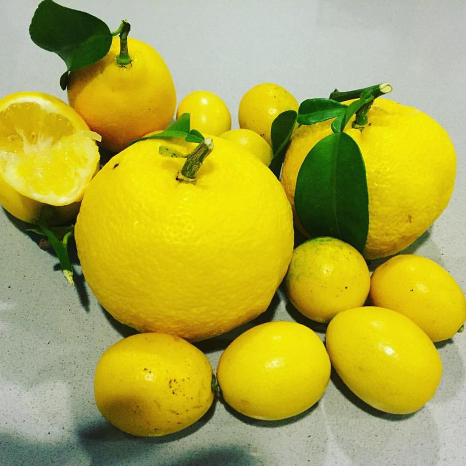 Cítricos exóticos de productores del terreno. Entre ellos un espectacular Yuzu.