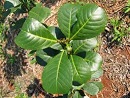 planta de yerba mate