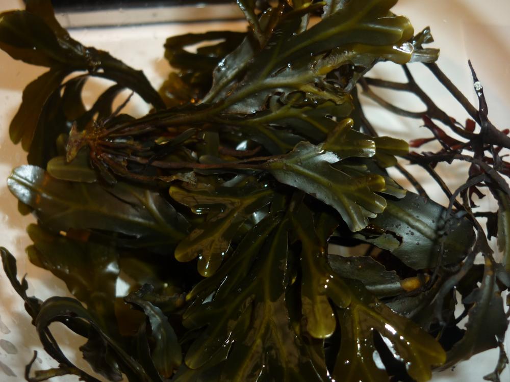 Fucus (se emplea mucho en infusiones)