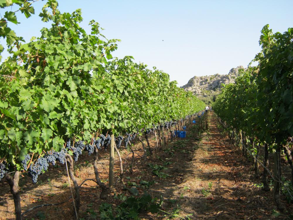 Recogida de cabernet a mano