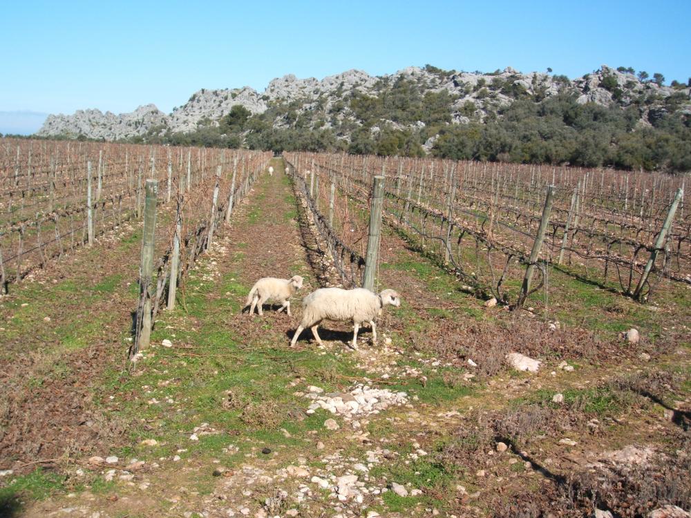 Ovejas pastando en invierno