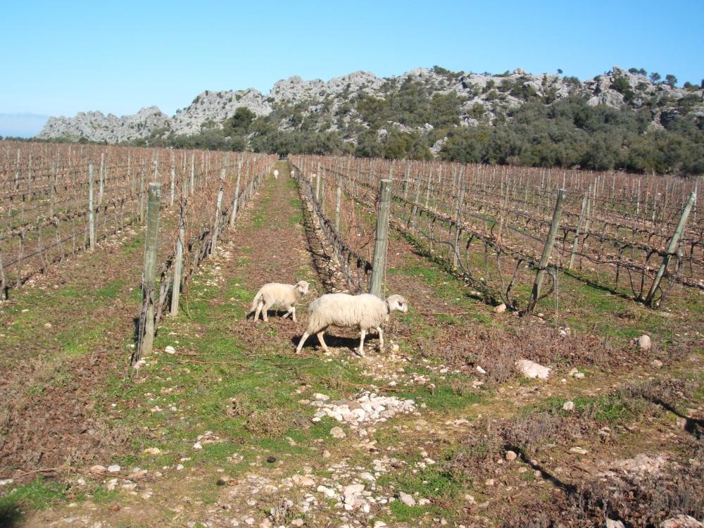 Ovejas pastando en invierno