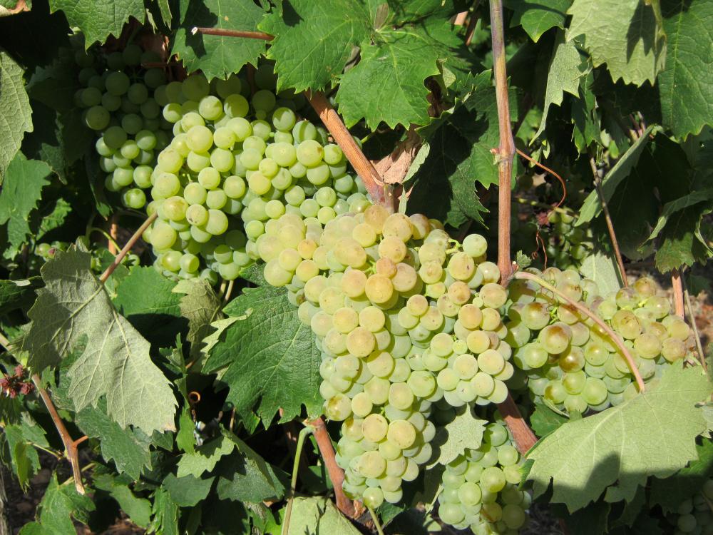 Uva Malvasia