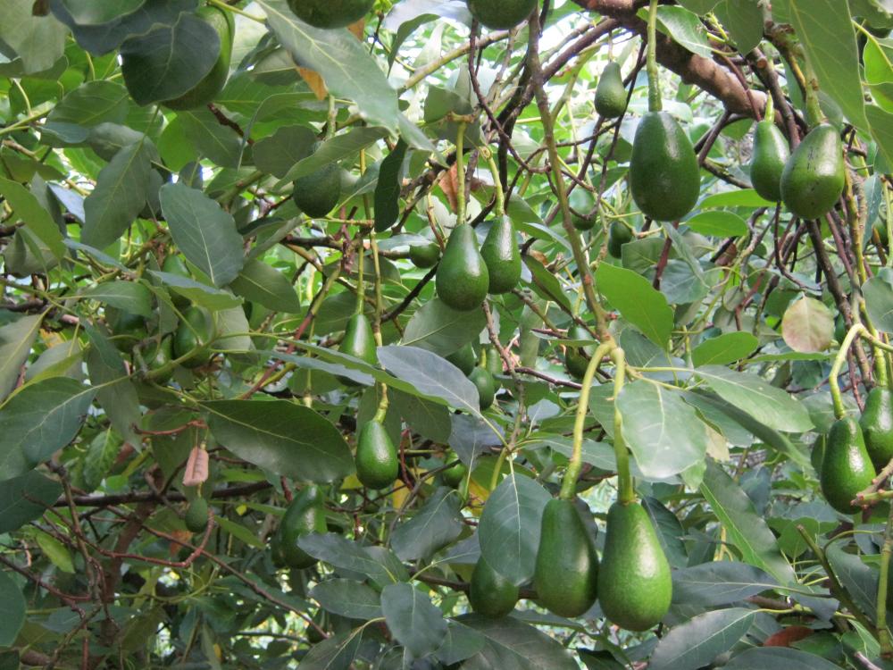 arboles de aguacate entre las viñas