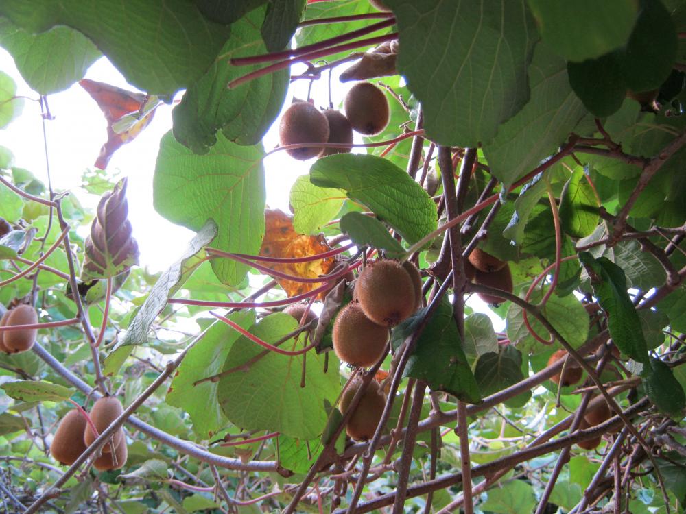 Arboles de kiwi que rodean la bodega