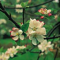 Flor de manzano, variedad raxao