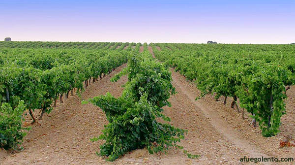 Viñedo