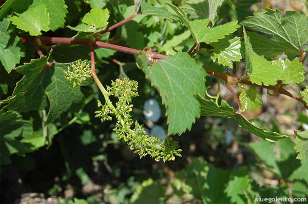Viñas prefiloxéricas