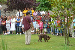 La chiqui, perrita muy inquieta