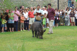 La jabalina buscando trufas