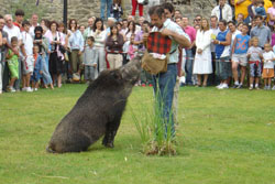La jabalina reclama una recompensa
