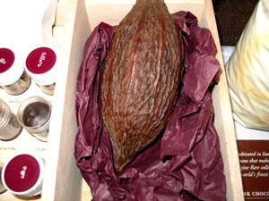 Mazorca de cacao