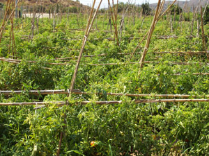 Cultivo ecológico de tomateras