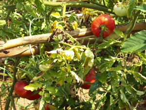 Tomate mazarronero