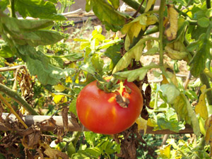 Tomate redondo