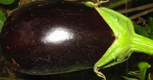 Berenjena negra