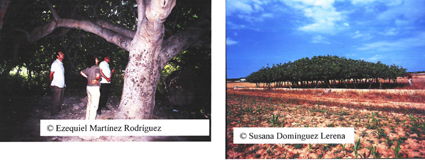 Calasparra (Murcia) y San Francisco Javier en Formentera