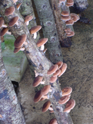 Shitake (Lentinula Edodes) hongo cultivado