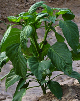 Planta de pimiento