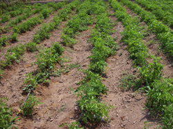 Cultivo ecológico de pimientos en Murcia