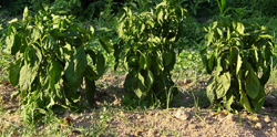 Plantas de pimiento corto