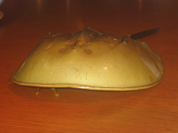 Pescado de aspecto prehistórico. Foto: Víctor Quintilla