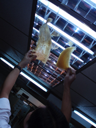 Comprobando la calidad de aletas de tiburón