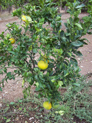 Cultivo de naranjo ecológico en Murcia
