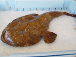 Rape de Cabo Palos