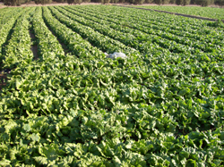 Cultivo ecológico de lechugas en Murcia